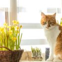 Daffodils, Daffodil, Narcissus, Toxic to Cats