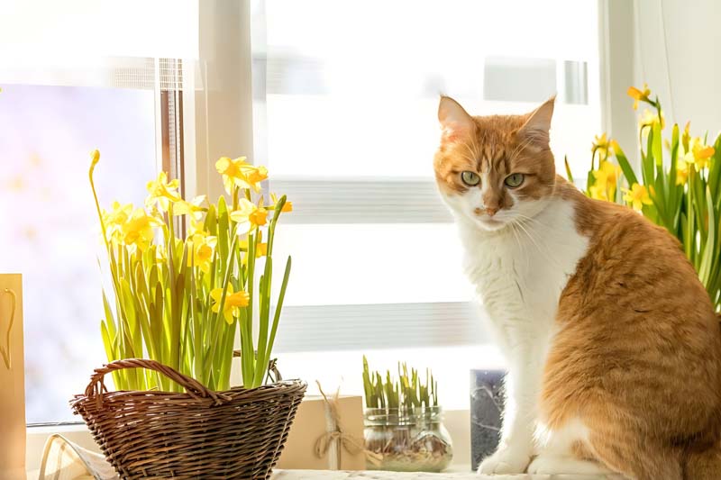 Daffodils, Daffodil, Narcissus, Toxic to Cats