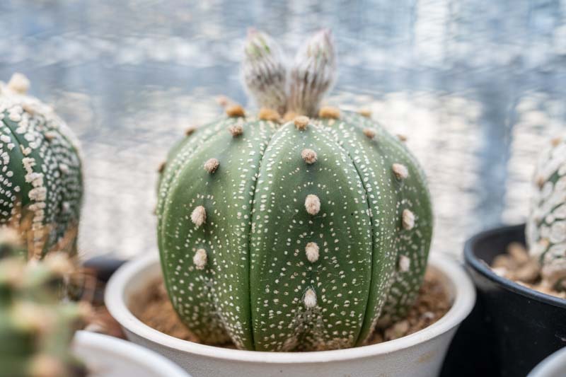 Sand Dollar Cactus, Star Cactus, Sea Urchin Cactus, Star Peyote, astrophytum asterias,