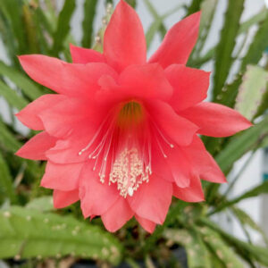 Red Orchid Cactus, Strap Cactus, Orchid Cactus, Epiphyllum ackermannii, Disocactus ackermannii