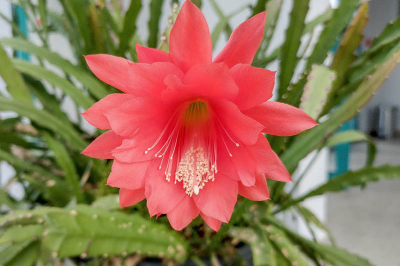 Red Orchid Cactus, Strap Cactus, Orchid Cactus, Epiphyllum ackermannii, Disocactus ackermannii