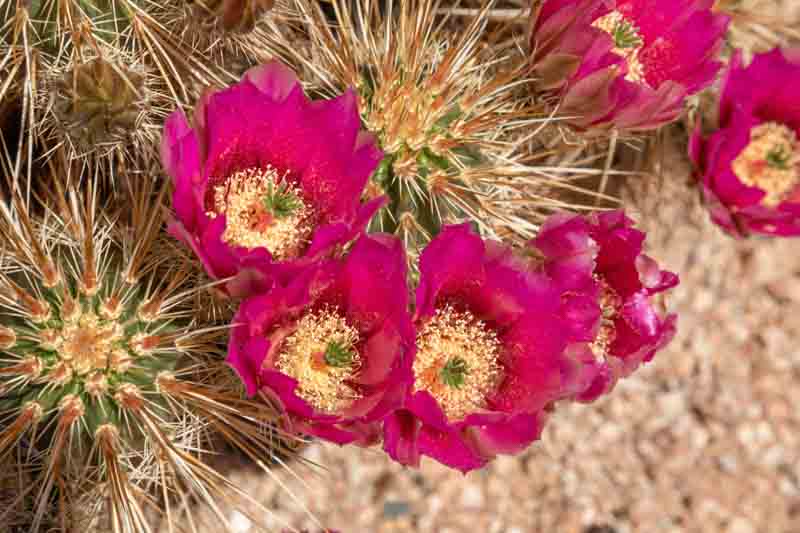 Engelmann's Hedgehog Cactus, Saints Cactus, Hedgehog Cactus, Strawberry Cactus, Strawberry Hedgehog Cactus, Purple Torch, Echinocereus engelmannii