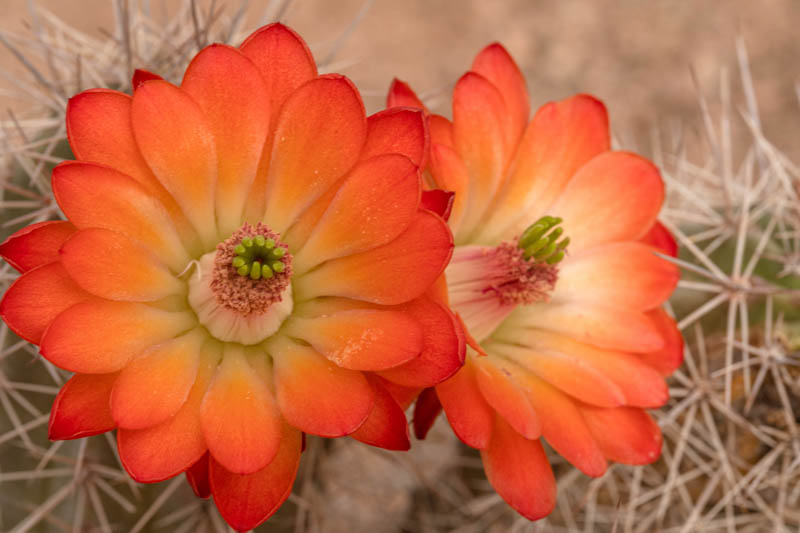 Echinocereus triglochidiatus, Claret Cup, Claret Cup Cactus, Hedgehog Cactus, Kingcup Cactus, Mojave Mound, Mohave Mound, Cactus