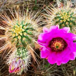 Engelmann's Hedgehog Cactus, Saints Cactus, Hedgehog Cactus, Strawberry Cactus, Strawberry Hedgehog Cactus, Purple Torch, Echinocereus engelmannii
