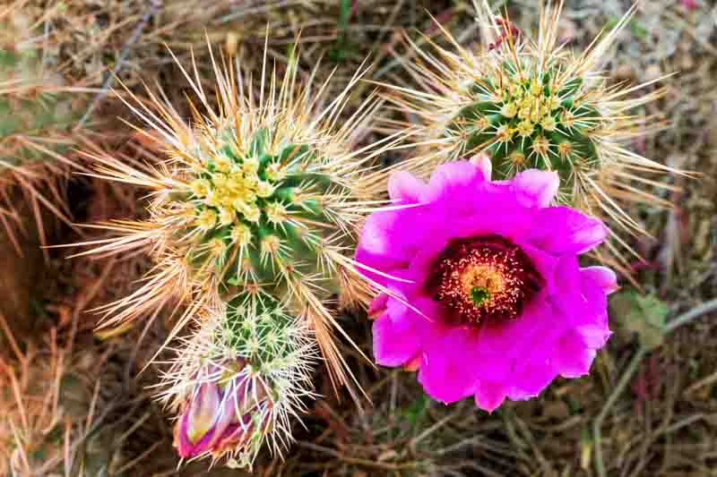 Engelmann's Hedgehog Cactus, Saints Cactus, Hedgehog Cactus, Strawberry Cactus, Strawberry Hedgehog Cactus, Purple Torch, Echinocereus engelmannii