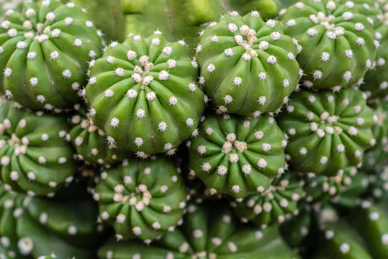 Night-blooming Hedgehog, Easter Lily Cactus, Echinopsis subdenudata,
