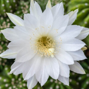 Night-blooming Hedgehog, Easter Lily Cactus, Echinopsis subdenudata,