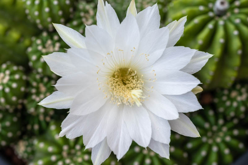 Night-blooming Hedgehog, Easter Lily Cactus, Echinopsis subdenudata,