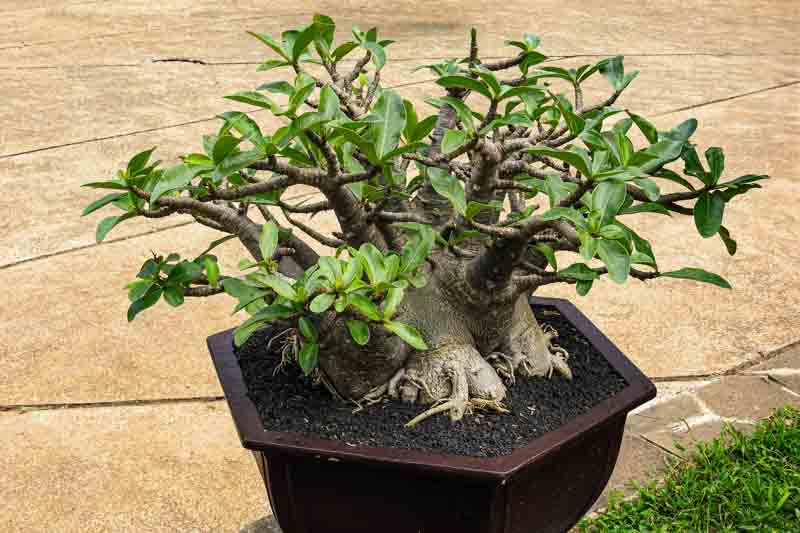 Desert Rose, Adenium arabicum, Desert Azalea, Succulent Rose