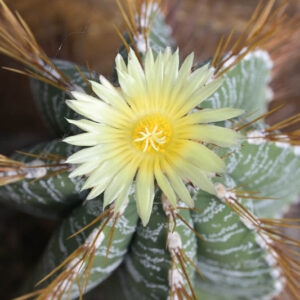 Monk's Hood Cactus, Star Cactus, Bishop's Cap Cactus, Astrophytum ornatum, Cactus