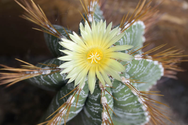 Monk's Hood Cactus, Star Cactus, Bishop's Cap Cactus, Astrophytum ornatum, Cactus