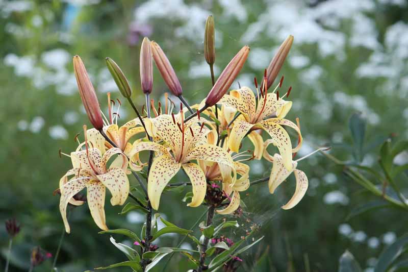 White Tiger Lily, Tiger Lily, Lilium Lancifolium, Lilium Tigrinum, Lily, Lilies, Summer Bulb