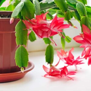 Christmas cactus, Schlumbergera