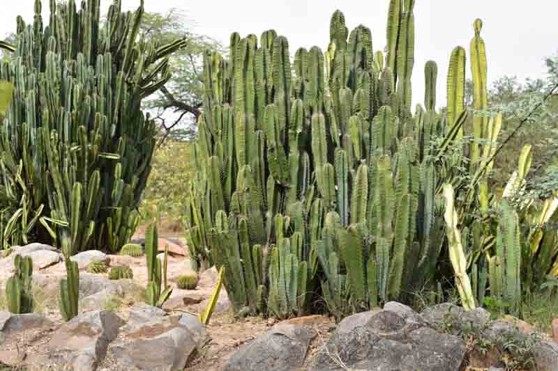 Peruvian Apple Cactus, Cereus repandus, Cerus peruvianus, Cactus, Cactus Fruit, Edible Cactus