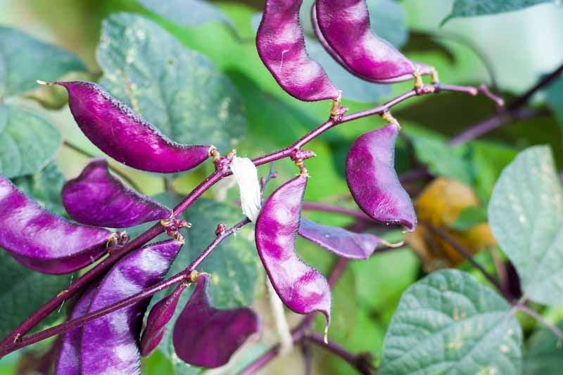 Hyacinth Bean, Hyacinth Bean Vine, Hyacinth Beans, Indian Bean, Lablab