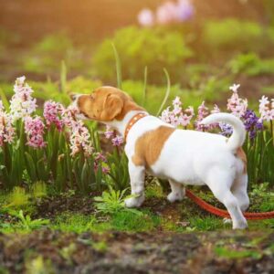 Hyacinth, Hyacinths, Hyacinthus, Spring Flower