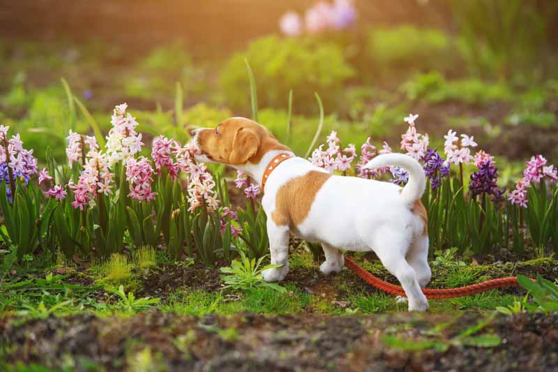 Hyacinth, Hyacinths, Hyacinthus, Spring Flower