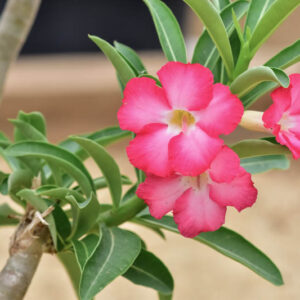 Desert Rose, Adenium obesum, Desert Azalea,