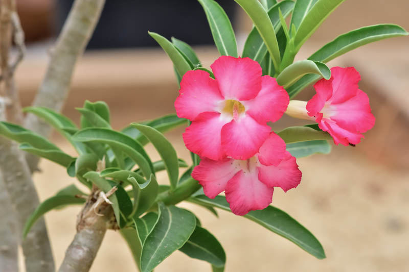 Desert Rose, Adenium obesum, Desert Azalea,