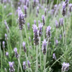 French Lavender, Fringed Lavender, ;avandula dentata, Fragrant Flowers, Lavender Flowers