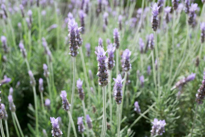 French Lavender, Fringed Lavender, ;avandula dentata, Fragrant Flowers, Lavender Flowers