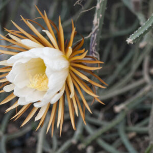 Night Blooming Cactus, Vanilla cactus, Sweet-scented cactus, Queen of the night, Night-blooming cereus, Selenicereus grandiflorus