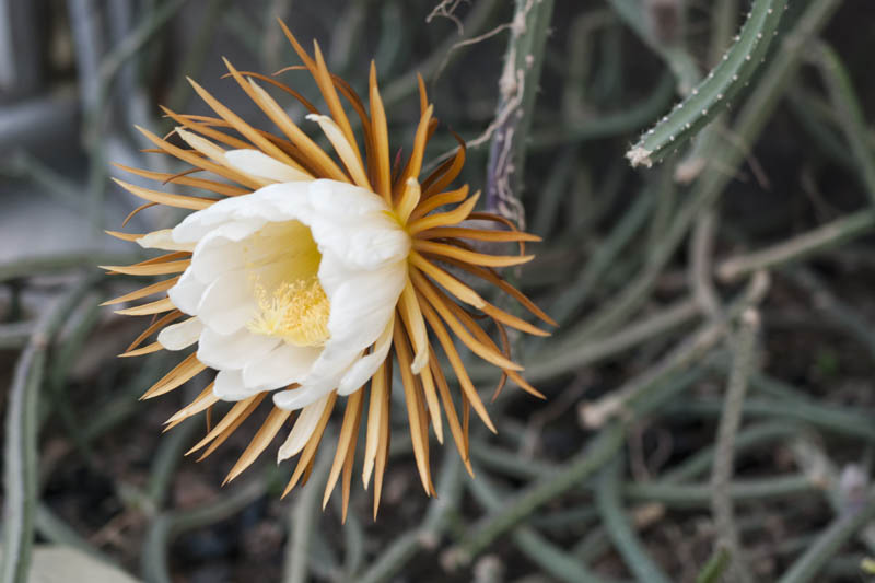 Night Blooming Cactus, Vanilla cactus, Sweet-scented cactus, Queen of the night, Night-blooming cereus, Selenicereus grandiflorus