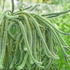 Rat Tail Cactus, Rat's Tail Cactus, Whip Cactus, Rattail cactus, Aporocactus flagelliformis, Disocactus flagelliformis