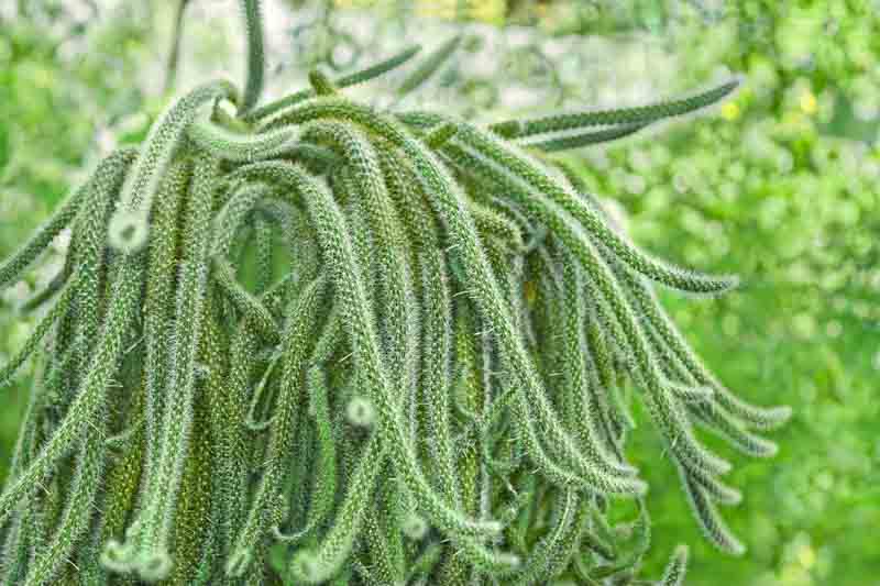 Rat Tail Cactus, Rat's Tail Cactus, Whip Cactus, Rattail cactus, Aporocactus flagelliformis, Disocactus flagelliformis