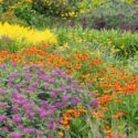 Bee Balm, Yarrow, Goldenrod, Pollinators, Sneezeweed, Cottage Garden, Prairie Garden
