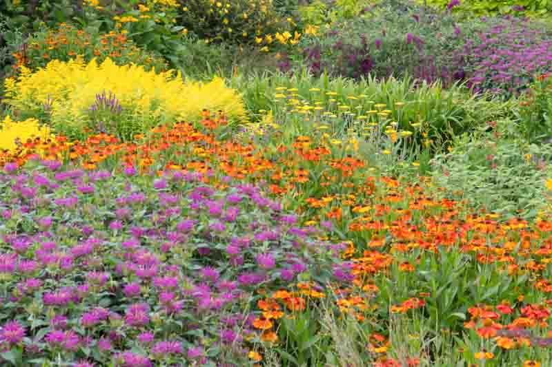 Bee Balm, Yarrow, Goldenrod, Pollinators, Sneezeweed, Cottage Garden, Prairie Garden