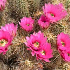 Hedgehog Cactus, Echinocereus, Desert Plant, Desert Garden