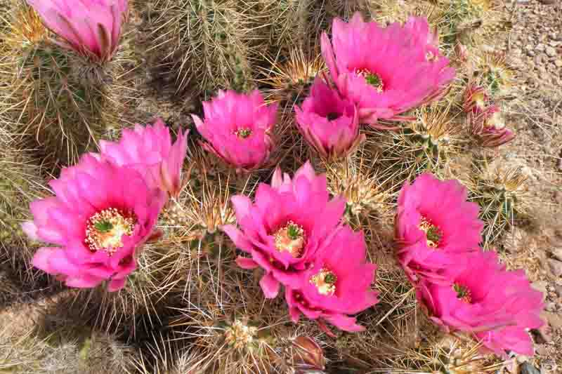 Hedgehog Cactus, Echinocereus, Desert Plant, Desert Garden