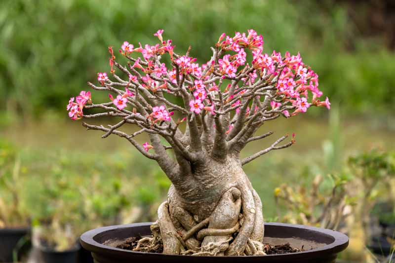 Desert Rose, Adenium obesum, Desert Azalea,