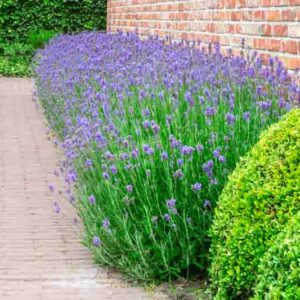 lavender, lavandula, lavender flowers,