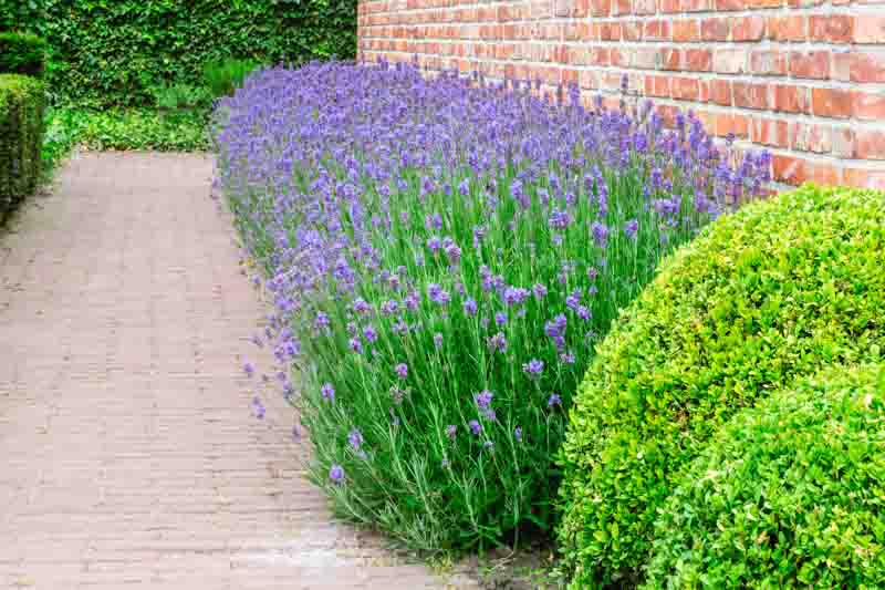 lavender, lavandula, lavender flowers,