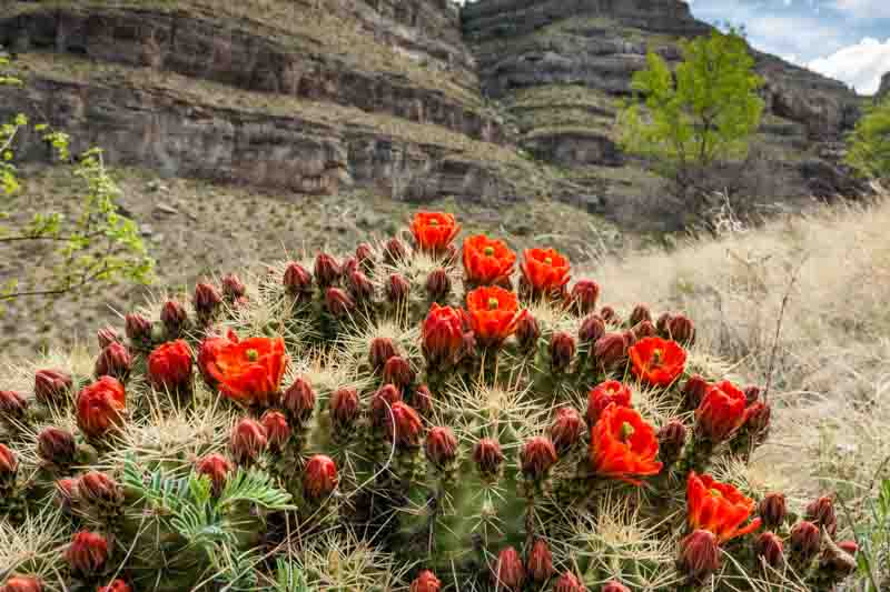 Echinocereus coccineus, Scarlet Hedgehog Cactus, Claret Cup, Red Flowers