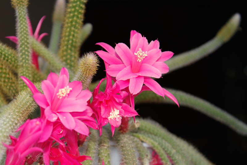 Rat Tail Cactus, Rat's Tail Cactus, Whip Cactus, Rattail cactus, Aporocactus flagelliformis, Disocactus flagelliformis