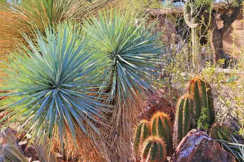 Monk's Hood Cactus, Star Cactus, Bishop's Cap Cactus, Astrophytum ornatum, Cactus