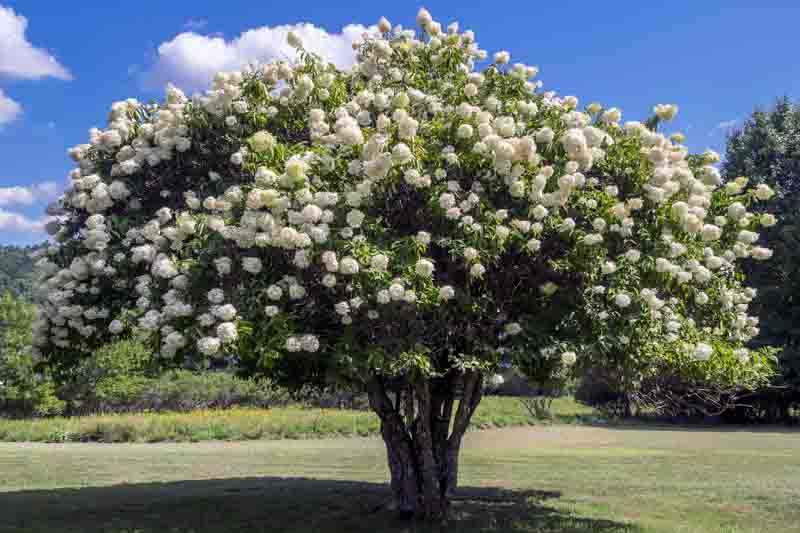 Peegee Hydrangea, Hydrangea paniculata Grandiflora, Panicle Hydrangea, Hydrangea tree