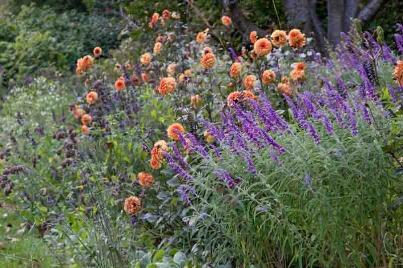Autumn garden, Fall garden, colorful border, Boxwood,Aster, Salvia, Cosmos, Dahlia