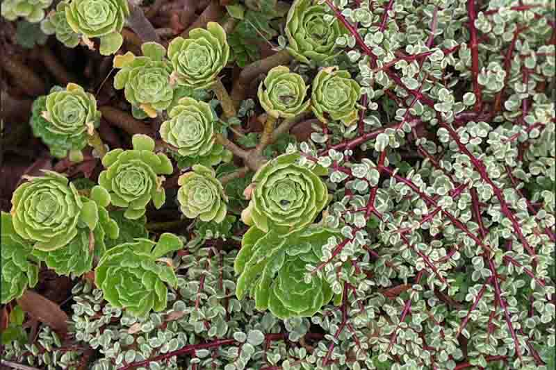 Portulacaria afra Variegata, Variegated Elephant Food, Elephant Bush, Dwarf Jade, Miniature Jade, Variegated Succulent