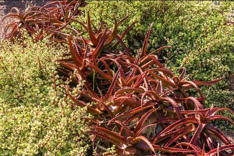 Portulacaria afra Variegata, Variegated Elephant Food, Elephant Bush, Dwarf Jade, Miniature Jade, Variegated Succulent
