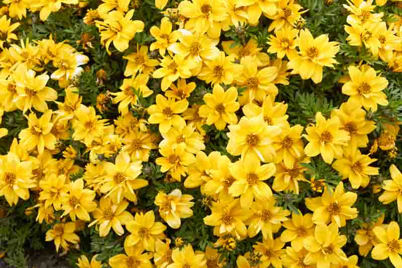 Tagetes lemmonii, Mexican Marigold, Shrub Marigold, Mexican Bush Marigold, Mount Lemmon Marigold, Copper Canyon Daisy, Mediterranean shrubs, Evergreen Shrubs, Yellow flowers, Orange flowers, drought tolerant flowers