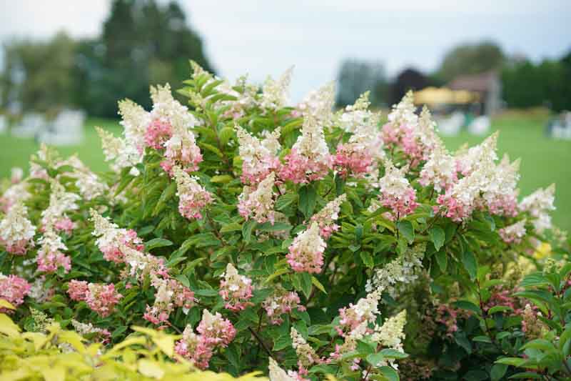 Pinky Winky Hydrangea, Hydrangea Paniculata Pinky Winky, Hydrangea Pinky Winky, Panicle Hydrangea Pinky Winky, Paniculate Hydrangea Pinky Winky, Pink Flowers, 