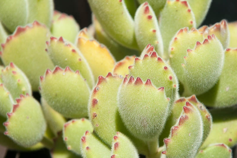 Bear Paw Succulent, Bear Claws, Cotyledon tomentosa, Succulent Plants