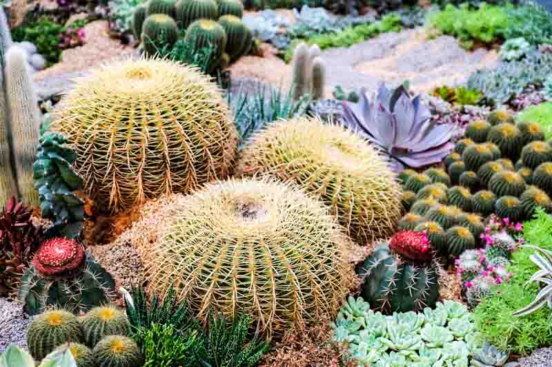 Succulent Plants, Succulent Garden, Golden Barrel Cactus, Echeveria