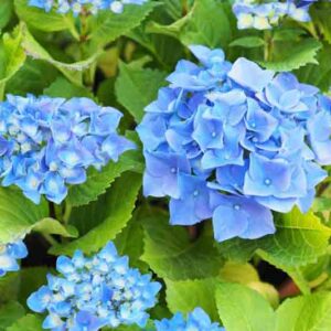 Nikko Blue Hydrangea, Blue Hydrangea, Hydrangea Flowers, Hydrangea macrophylla, Bigleaf Hydrangea
