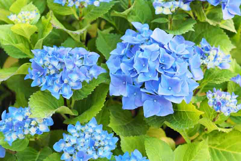 Nikko Blue Hydrangea, Blue Hydrangea, Hydrangea Flowers, Hydrangea macrophylla, Bigleaf Hydrangea