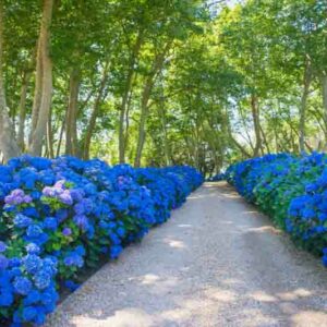 Blue Hydrangea, Blue Flowers, Nikko Blue Hydrangea, Big Daddy Hydrangea